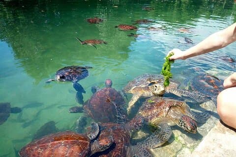 Acuario natural de Zanzíbar y crucero al atardecer en la playa de Nungwi