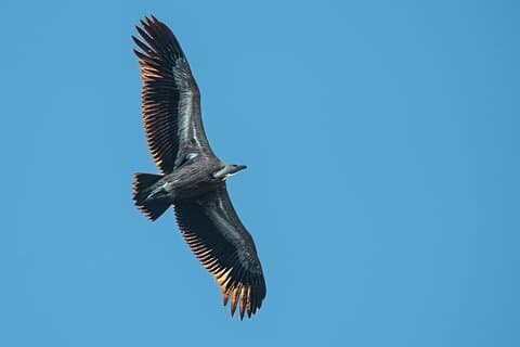 Griffon Vultures Bird Watching Boat Trip in Beli