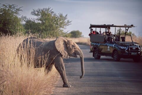 Game Drive i Zimbabwe