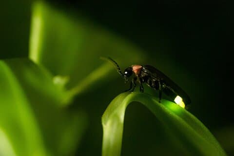Private Kuala Selangor Firefly Day Trip Include Dinner &Boat Ride