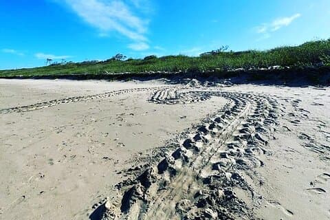 Excursion de nidification des tortues à Playa Grande, CR