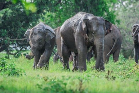 Minneriya safari Van Sigiriya Hotels (Jeep Only)