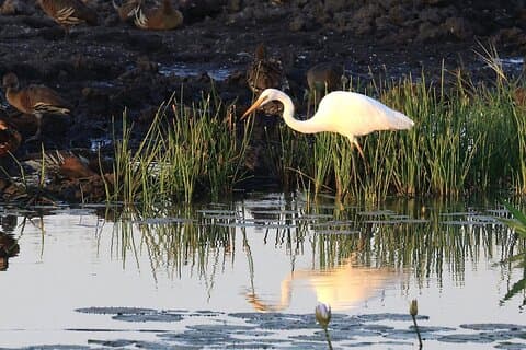 LookAbout Darwin, Wetlands & Wildlife Premium Tour - Max 6 Guests