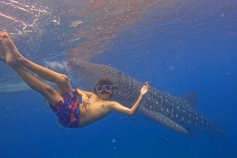 Tour privado de tortugas y sardinas Moalboal y tiburón ballena de Oslob