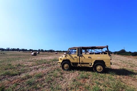 AdvenTour of the Marine and Millennial Olive Groves