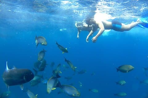 Lembongan Snorkeling at Manta Bay, Toya Pakeh Wall and Mangrove
