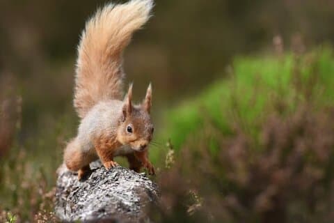 Cairngorms ; Plus hautes montagnes, Bonnie Lochs et forêts anciennes