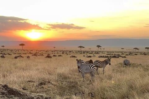 Safari de 4 jours dans le Masaai Mara et le lac Nakuru.
