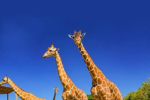 Full day Costa Rican Safari Shared Tour