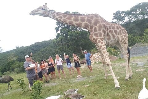 Privat strandlodge og girafinteraktion for krydstogtskibsgæst