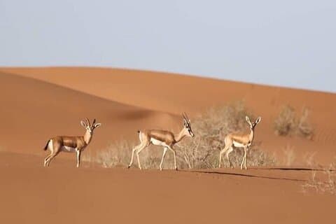 Agadir Jeep Safari & Parco Nazionale incluso pranzo e pick-up in hotel
