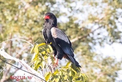 15 Days Tour :Birding around Senegal