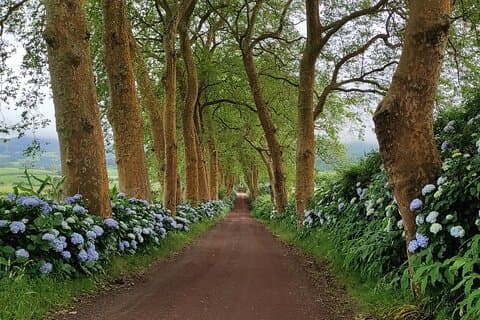 Private Custom Tour in São Miguel Island