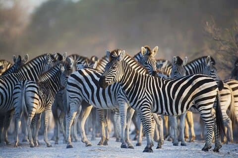 Privat heldags guidad Big-Five Safari-tur i Kapstaden