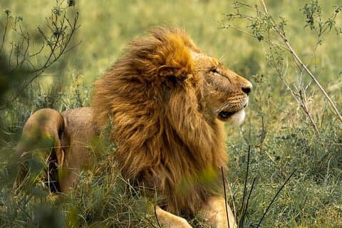 7 dager Simba Luxury Adventure Safari med transport