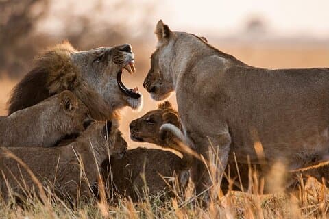 Circuit de 13 jours et 12 nuits au Kenya et en Tanzanie Safari