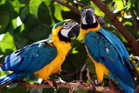 6-daagse tour in Manu Rainforest Lodge