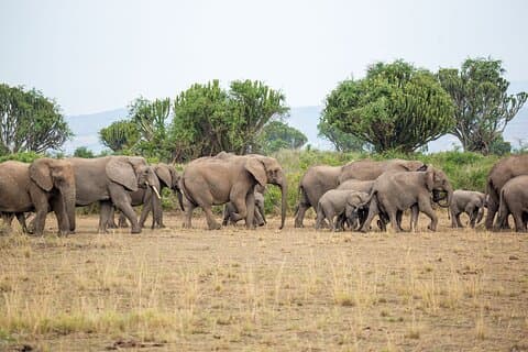 8-tägige private Uganda Big 5 Luxus-Safari mit Gorillas und Schimpansen