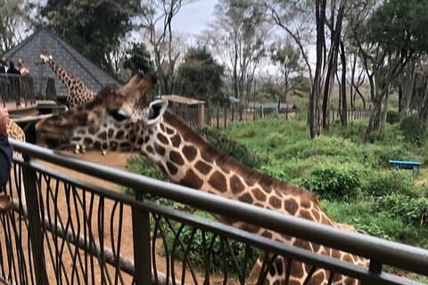 En dagstur til Giraffe Center i Nairobi Kenya