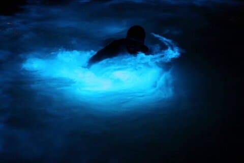 Privat guidad natttur i Luminous Lagoon i Montego Bay