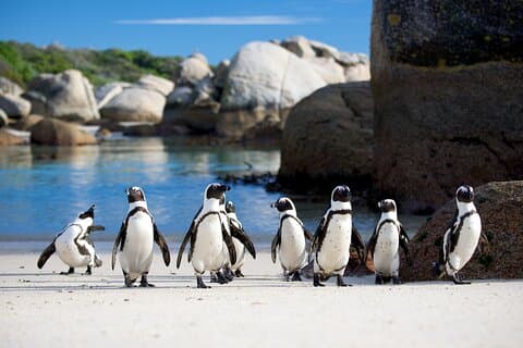 Ganztägige private Cape Point- und Pinguinreise in Südafrika