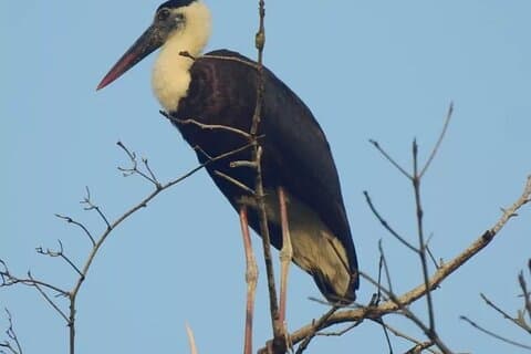 3-dagars Ujung Kulon National Park Privat guidad tur
