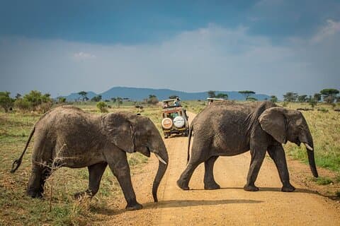 Safari de 6 dias - Tarangire, Serengeti e Cratera de Ngorongoro