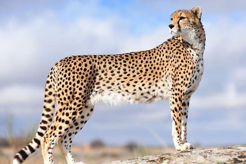 Excursão privada de 3 dias ao Parque Nacional Serengeti