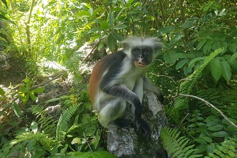 Private Full Day Jozani, Paje Beach and Rock Restaurant Tour