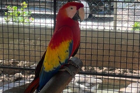 Aviário de pássaros/compras e passeio na praia em Montego Bay