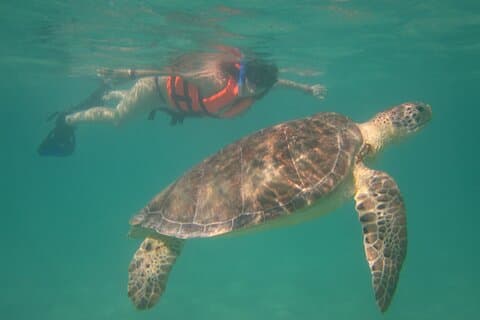 Swim with Sea Turtles and Visit Cenote Santa Cruz in Akumal