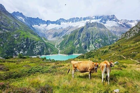 Full-Day Hiking Swiss Alps and Lake swim with Pick-up