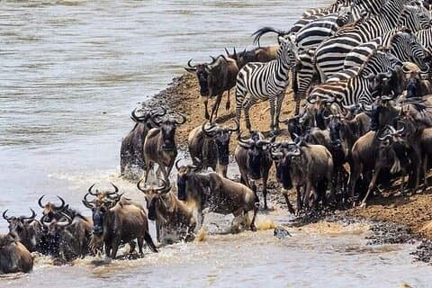 Excursão privada de 3 dias e 2 noites em Maasai Mara