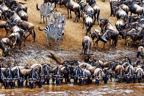5 Day Private Guided Wildebeest Migration Tour