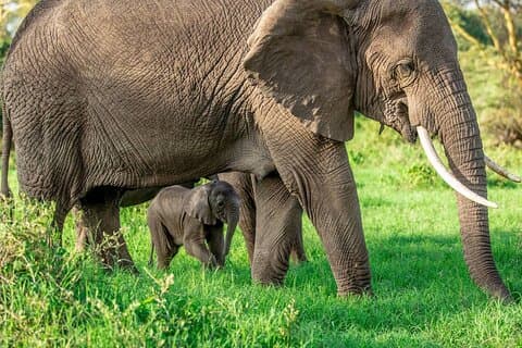 Elephant Safari Tanzania 4 días **Enfoque de viaje sostenible