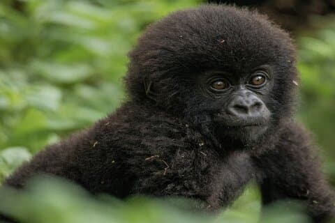 3-dagars privat Rwanda Gorilla och sightseeingtur