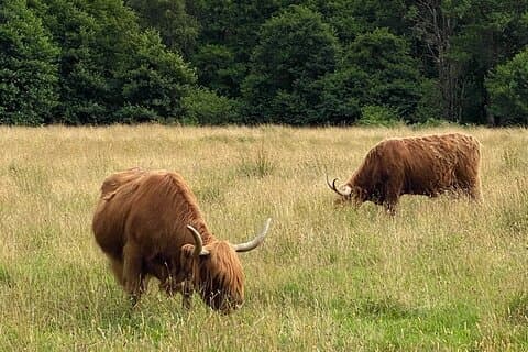 Privat dagstur til Loch Ness og det skotske høylandet via Glencoe