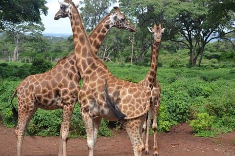 Nairobi National Park, Giraffe Center &Bomas kulturdanser