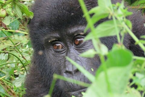 5-dagers Bwindi Gorilla og Sjimpanse Trekking Safari i Uganda