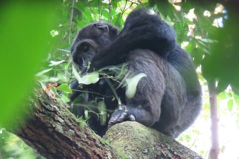 3-dages Chimpanse Trekking Safari i Kibale Forest