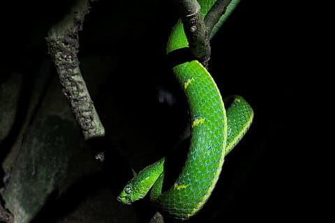 Night tour in Monteverde