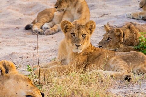 Hwange (Safari) viagem de dia inteiro saindo de Victoria Falls