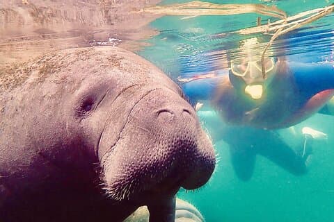 Manatee Snorkel Tour fra American Pro Diving Center