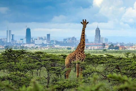 Nairobi National Park Game Drive och Beads Center guidad tur