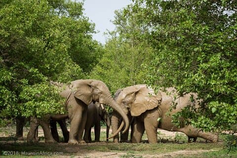 Safari de 2 días y 1 noche en Mole Park (Vuelos ida y vuelta)