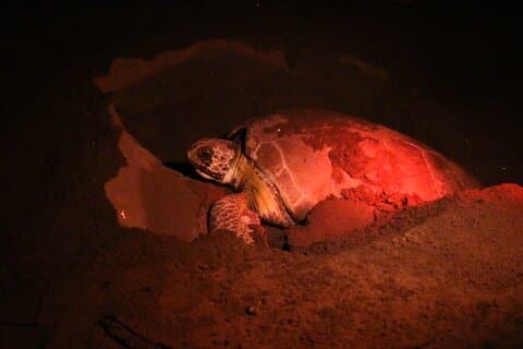 Ontdek het wonder van het nestelen van zeeschildpadden in Tortuguero