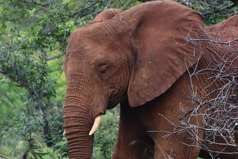 Heldags Hluhluwe-iMfolozi Park Big 5 Safari Experience