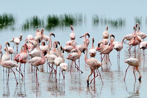 Privat dagstur i Lake Nakuru Safari