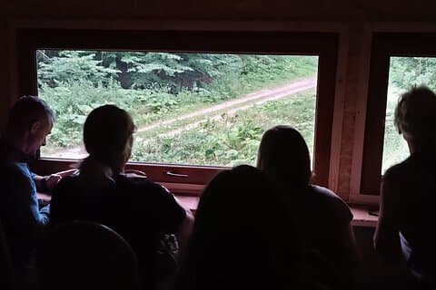 4 Hours Guided Bear Watching Tour in Carpathian Mountains