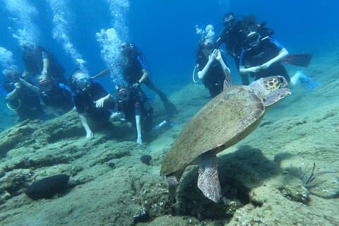 Heraklion: Scuba Diving Experience för nybörjare